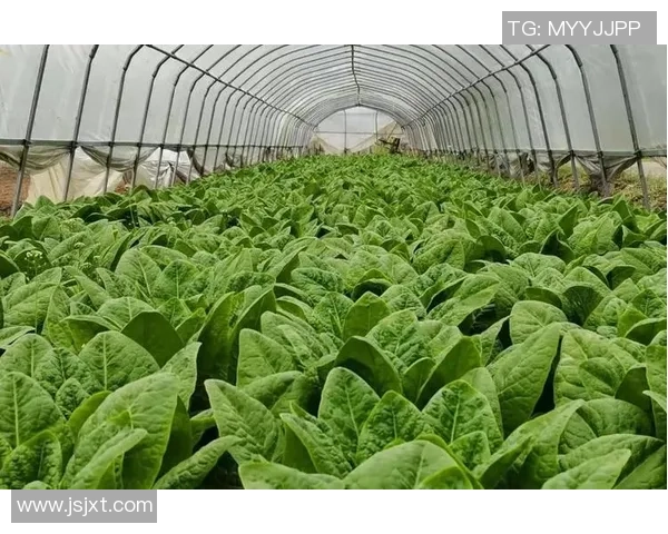 辽宁本钢：打造中国钢铁产业新高地 助力东北经济振兴与绿色发展